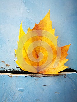 Fallen Phoenix tree leaf lying on wet ground