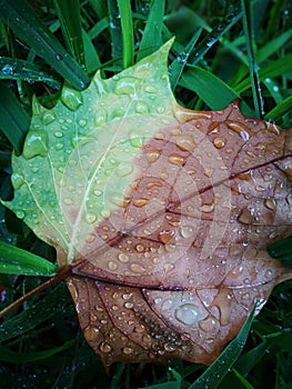 Fallen Phoenix tree leaf lying on wet ground