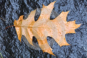 Fallen pin oak leave in the autumn rain on a black granite stone, raindrops on the leaves, cloudy weather