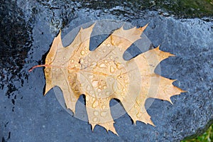 Fallen pin oak leave in the autumn rain on a black granite stone, raindrops on the leaves, cloudy weather