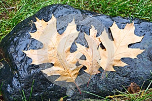 Fallen pin oak leaves in the autumn rain on a black granite stone