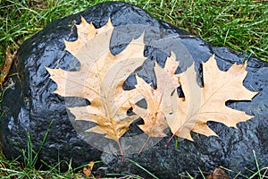 Fallen pin oak leaves in the autumn rain on a black granite stone, raindrops on the leaves