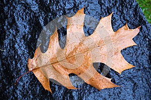 Fallen pin oak leaves in the autumn rain on a black granite stone, raindrops on the leaves