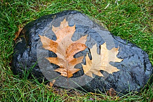 Fallen pin oak leaves in the autumn rain on a black granite stone, raindrops on the leaves