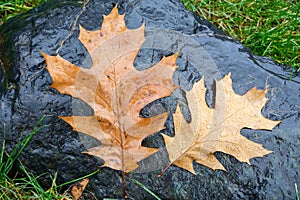 Fallen pin oak leaves in the autumn rain on a black granite stone, raindrops on the leaves, cloudy weather