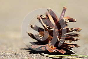 Fallen pine cone