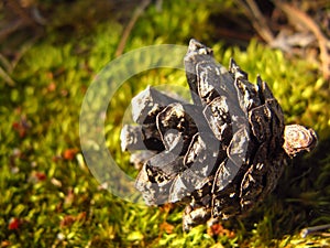 Fallen pine cone