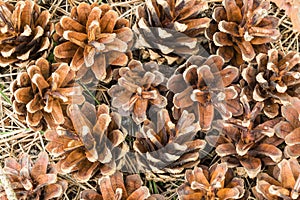 Fallen pine cones on the grass and needles in a natural environment