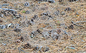 Fallen pine cones on a ground, autumn concept