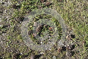 Fallen pine cones lying in a meadow