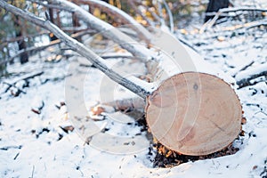 Fallen pine on the snow, cleaning overmature trees in the forest