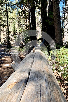 Fallen Pine Tree Along The Trails of The Spring Mountains Forest National Park, Nevada