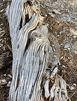 Fallen Pine Tree Along The Trails of The Spring Mountains Forest National Park, Nevada