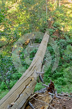 Fallen Pine Tree on North Rim of Grand Canyon