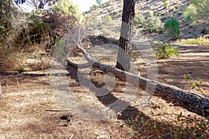 Fallen pine tree in path through mediterranean pine forest