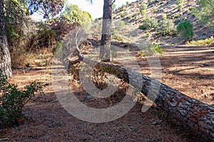 Fallen pine tree in path through mediterranean pine forest