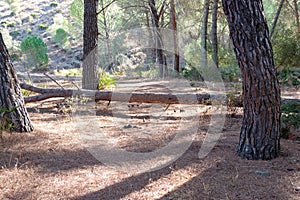 Fallen pine tree in path through mediterranean pine forest