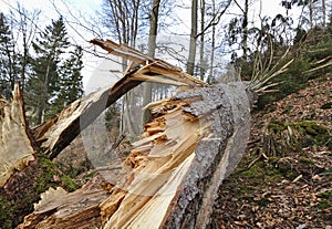 Fallen pine tree with splintered trunk on a wooded hillside