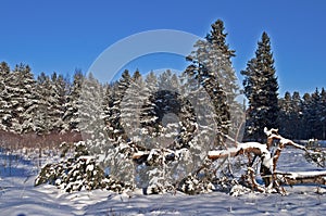 Fallen pine tree in winter forest