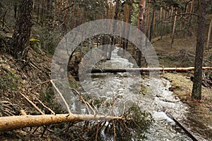 Fallen pines over the river in the mountains of Segovia. Gale, tornado