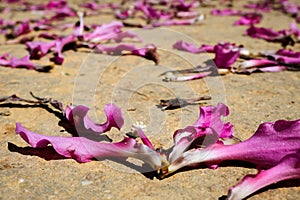 Fallen pink flower petals scattered all over the sand ground. Symbolize unhappiness, sadness, hopelessness and despair for a