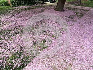 Fallen Pink Kwanzan Cherry Blossoms in Spring in April