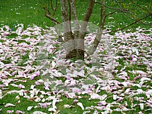 Fallen pink petals around the base of a tree