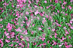 Fallen pink petals on green grass, spring blossom, water droplets, rain