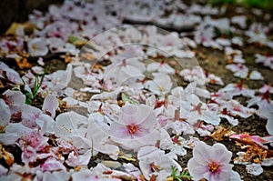 Fallen pink sakura petals on the ground