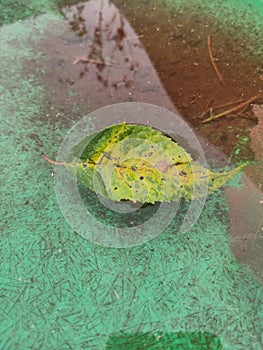 A fallen plumbing leaf floats in a pool of water. Texture. Background.