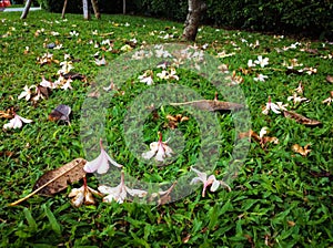 Fallen Plumeria Flowers And Leaves Strewn Across A Lush Grassy Lawn