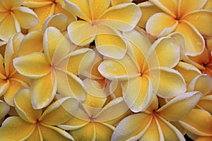 Fallen plumeria flowers with rain drops background