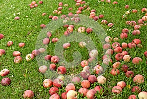 Fallen red apples in green grass