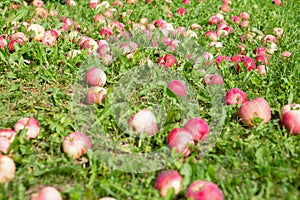 Fallen red apples on the lawn next to the Apple tree