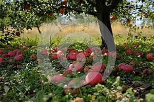 Fallen Red Apples in Orchard