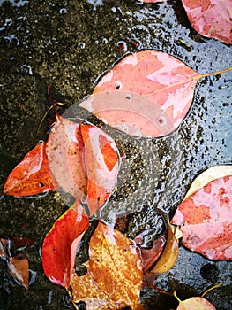Fallen red leaves lying on wet ground