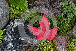 Fallen Red Maple Leaf on Wet Rocks and Moss