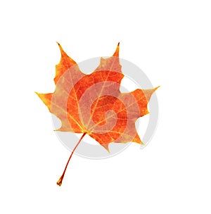 Fallen red maple leaf on white background isolate