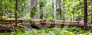 Fallen Redwood photo