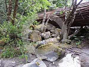 Fallen Redwood Tree