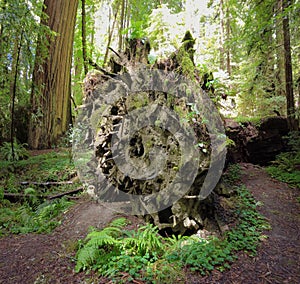 Fallen Redwood Tree in Humboldt, California