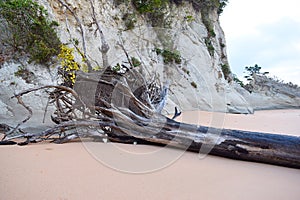 A Fallen Rooted out Tree with Limestone Rock in background at Sitapur Beach, Neil Island, Andaman, India - Remains of Tsunami