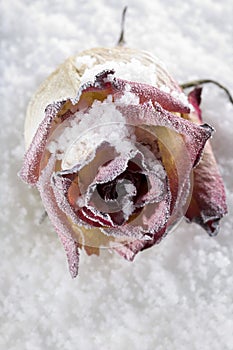 Fallen rose