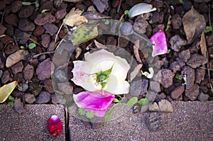 Fallen rose