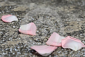 Fallen rose petals