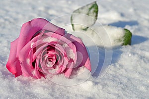 Fallen rose in snow