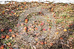 Fallen rotten apples on grass in the garden