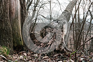 Fallen rotten brown old tree in forest ecosystem