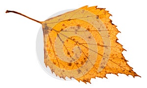 fallen rotten yellow leaf of birch tree isolated