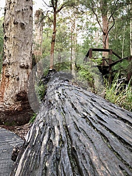 Fallen and rotting Karri tree in the forest in Western Australia photo